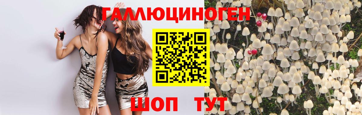 Галлюциногенные грибы Psilocybine cubensis Лабинск